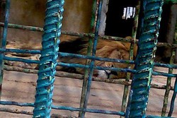 سرقت یک قلاده شیر از باغ وحش ساری/ ۲ سارق دستگیر شدند