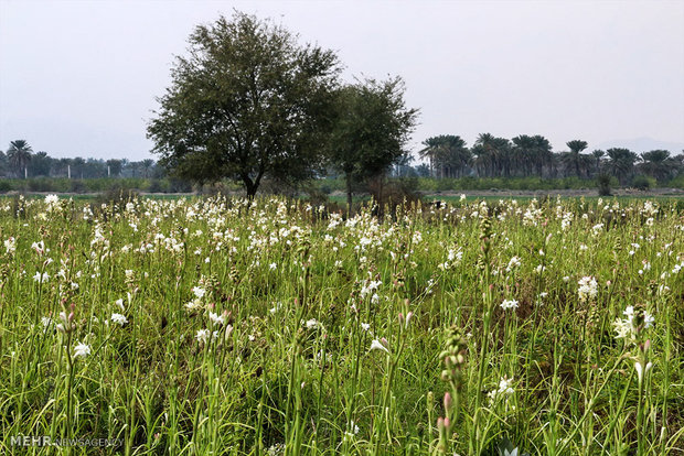 Tuberose harvest in Hashtbandi