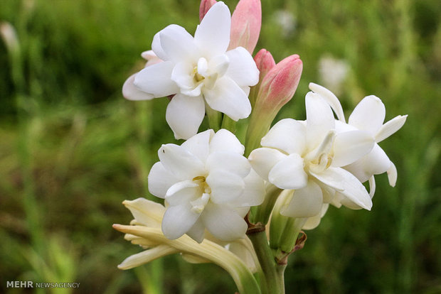 Tuberose harvest in Hashtbandi