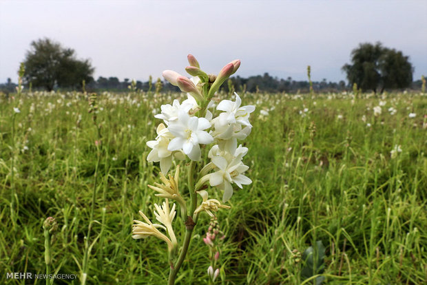 Tuberose harvest in Hashtbandi