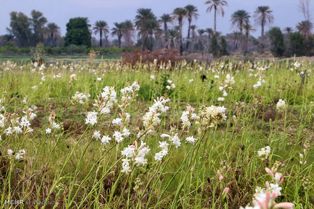 Tuberose harvest in Hashtbandi