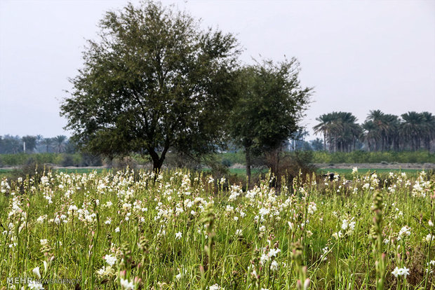 Tuberose harvest in Hashtbandi