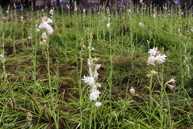 Tuberose harvest in Hashtbandi