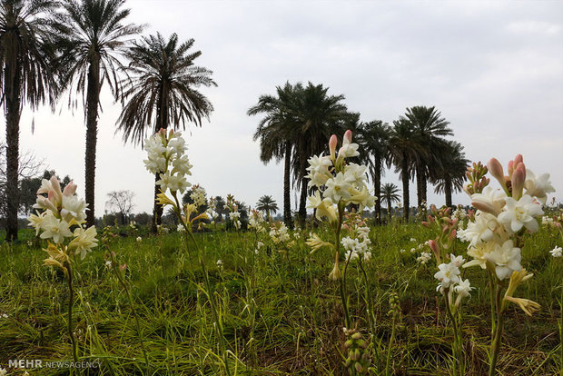 Tuberose harvest in Hashtbandi