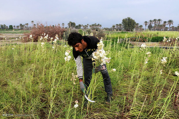 Tuberose harvest in Hashtbandi