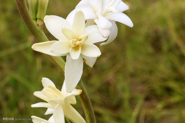 Tuberose harvest in Hashtbandi