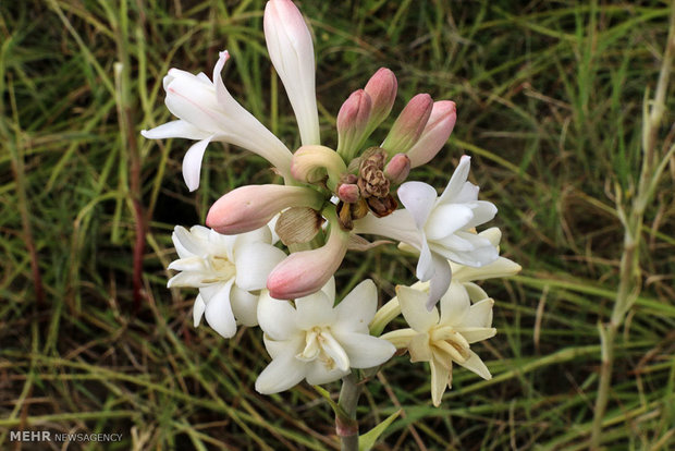 Tuberose harvest in Hashtbandi