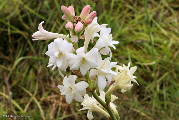 Tuberose harvest in Hashtbandi