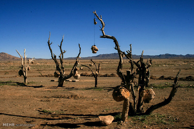 Rocky Garden