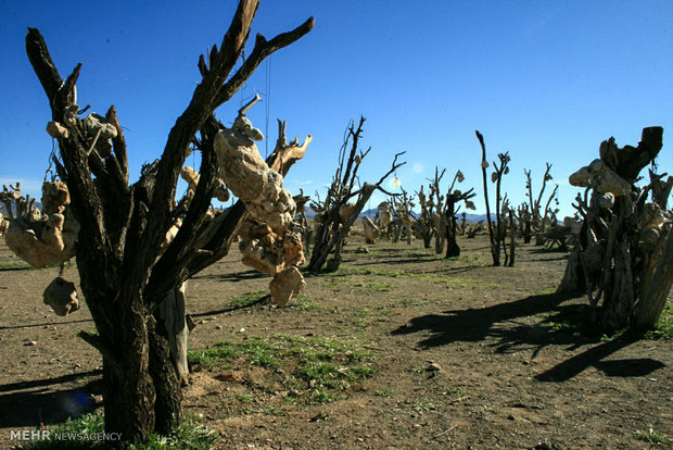 Rocky Garden