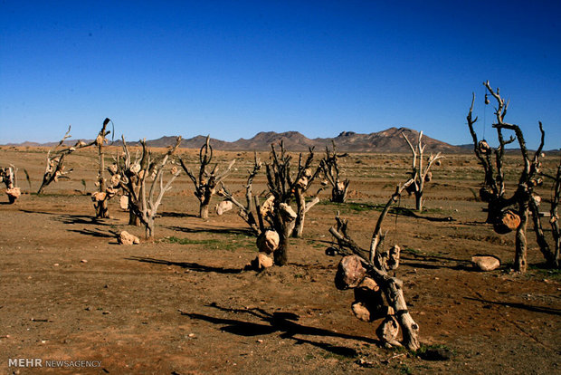 Rocky Garden