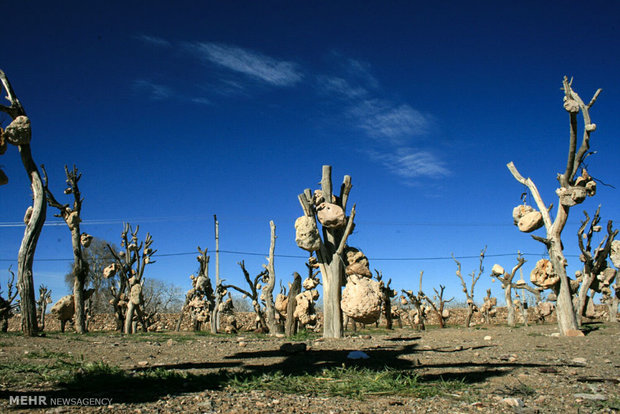 Rocky Garden