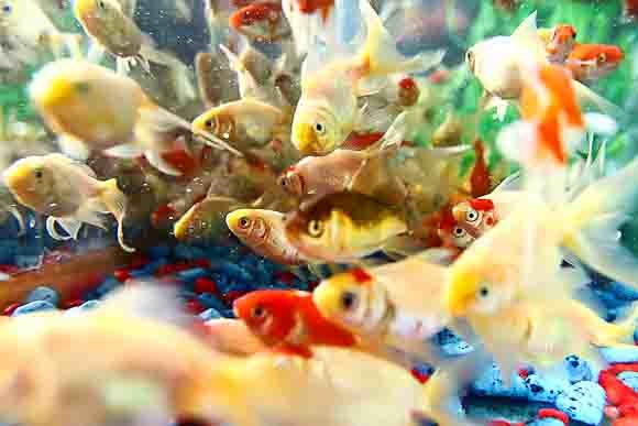 اشتغالزایی در کرمانشاه با ماهیان زینتی/ آبزیان نان آور شدند