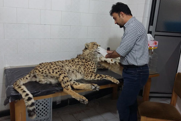 یک قلاده یوزپلنگ ایرانی در منطقه حفاظت شده توران شاهرود تلف شد