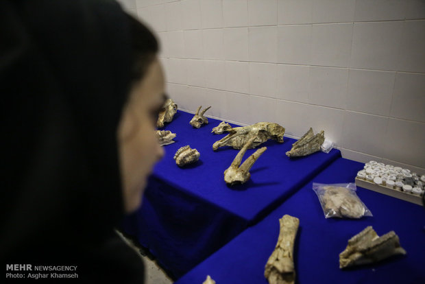 Long gone Iranian fossils unveiled in Tehran 