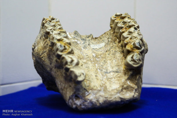 Long gone Iranian fossils unveiled in Tehran 