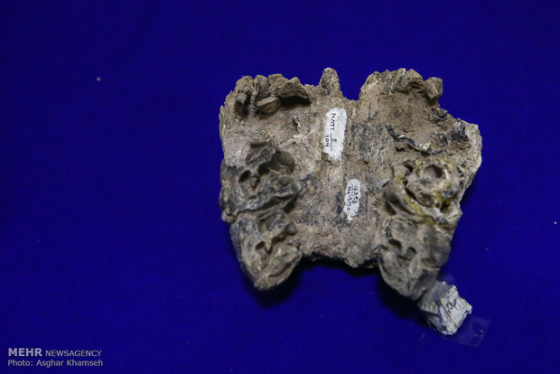 Long gone Iranian fossils unveiled in Tehran 