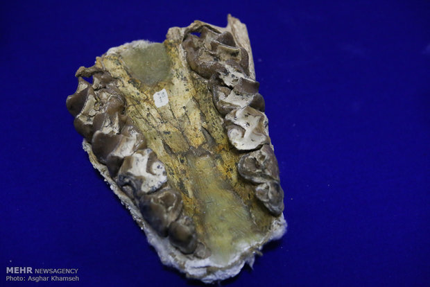 Long gone Iranian fossils unveiled in Tehran 