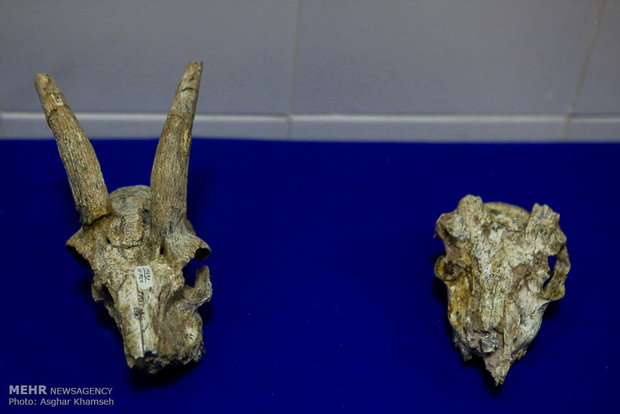 Long gone Iranian fossils unveiled in Tehran 