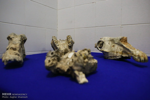 Long gone Iranian fossils unveiled in Tehran 