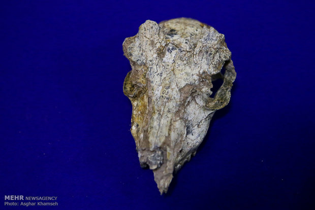 Long gone Iranian fossils unveiled in Tehran 