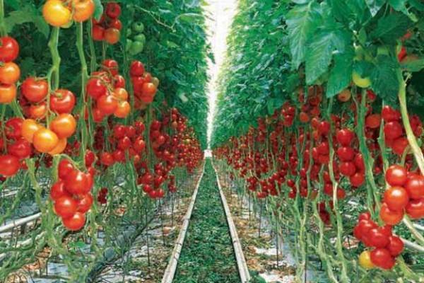 تولید گوجه فرنگی تراریخته مقاوم به آفت «مگس مینور»