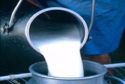 خرید حمایتی روزانه ۲۰۰ تن شیر مازاد از دامداران تهرانی