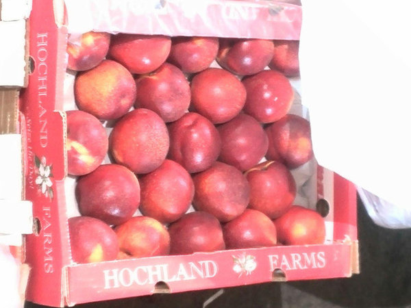 تعدادی از عاملان توزیع میوه‌ قاچاق دستگیر شدند