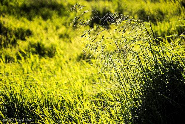 طبیعت روستای خالده