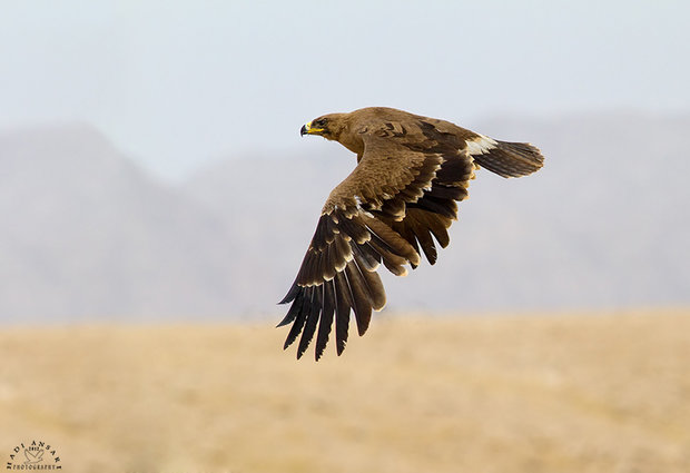 تیمار ورهاسازی دومین پرنده شکاری/عقاب استپی در دنا به پرواز درآمد