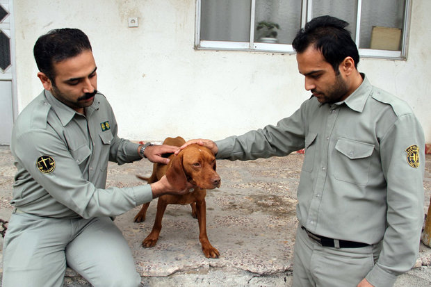 عامل ضرب و شتم سگ شکاری توسط محیط زیست گلستان دستگیر شد