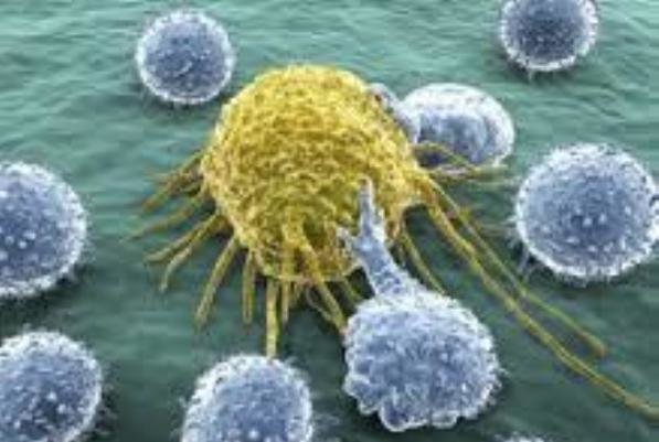 شناسایی محرک سلول های بنیادی سرطان سینه 