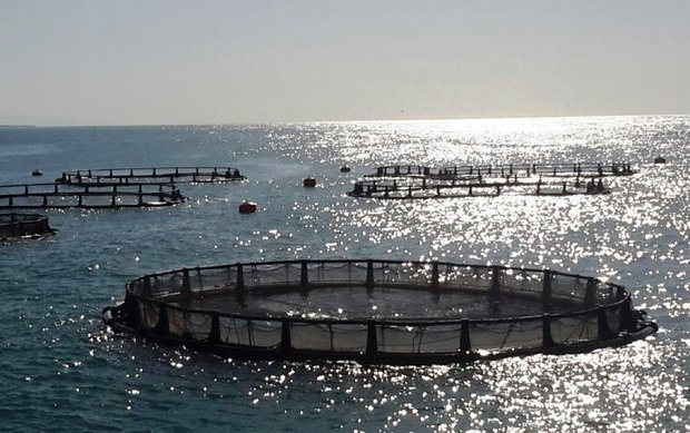 پرورش ماهی در قفس مغفول مانده است/ ظرفیت‌های طلایی خلیج فارس