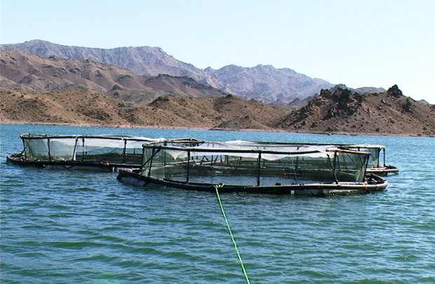 ۳۵۰۰ تن ماهی در قفس در مازندران برداشت می شود