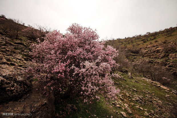 طبیعت رومشگان