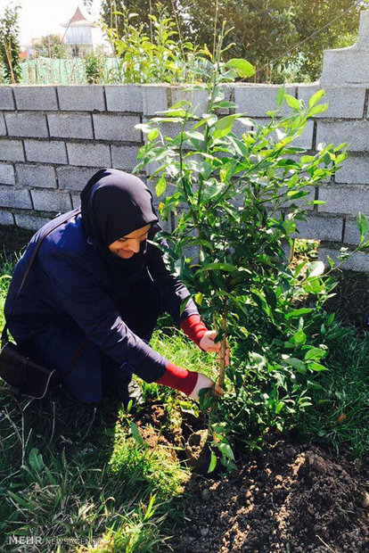 همایش روز درختکاری در روستای توسکا محله چابکسر