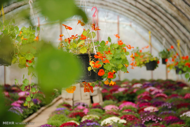 Gorgan greenhouses