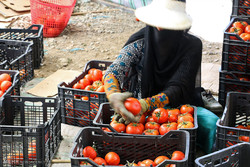 تکرار مشکلات با آغاز برداشت محصولات کشاورزی در جنوب کرمان