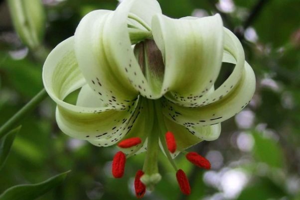 نمین؛ با جاذبه های منحصر به فرد پذیرای مسافران نوروزی است