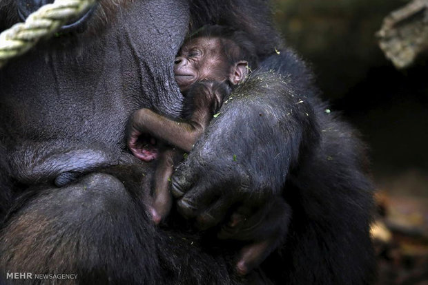 مادران و کودکان در دنیای حیوانات