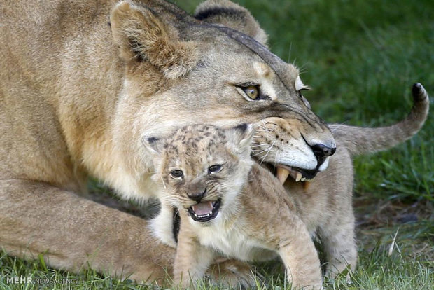 مادران و کودکان در دنیای حیوانات