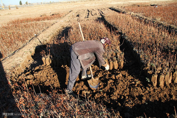 نهالستان پسته در محمود آباد سیرجان ‎