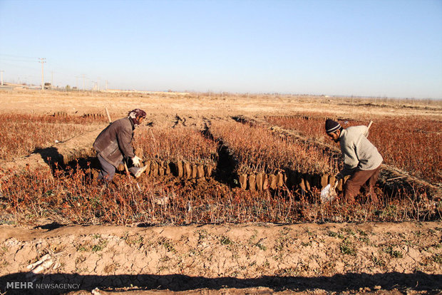 نهالستان پسته در محمود آباد سیرجان ‎