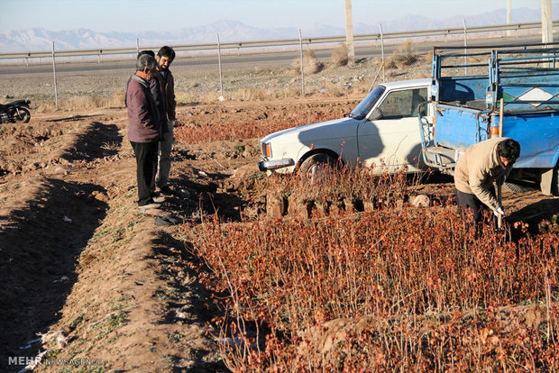 نهالستان پسته در محمود آباد سیرجان ‎