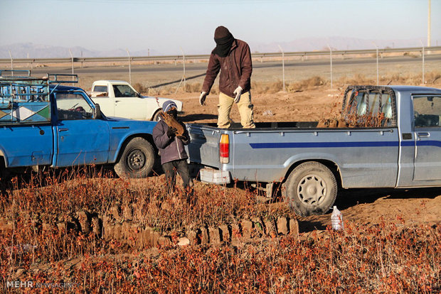 نهالستان پسته در محمود آباد سیرجان ‎