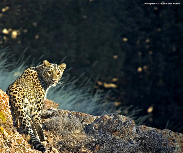 Persian Leopard covered by insurance policy