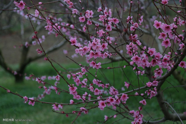 Beautiful Spring