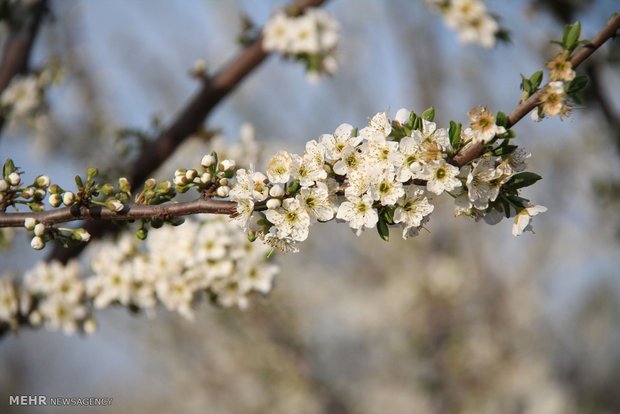 Beautiful Spring