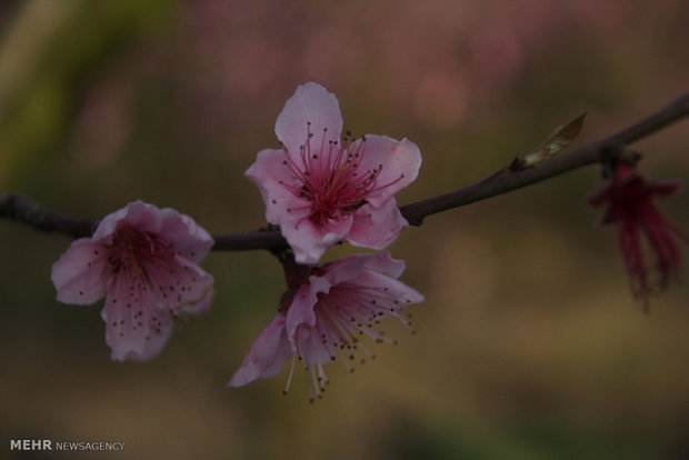 Beautiful Spring