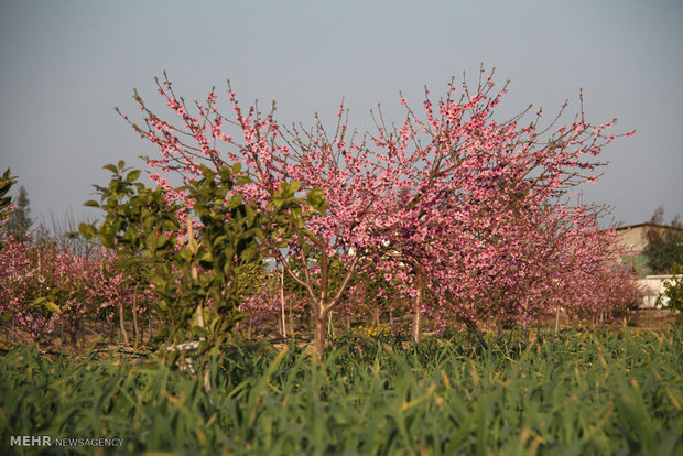 Beautiful Spring